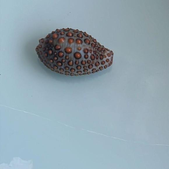 Cypraea Janneria Pustulata