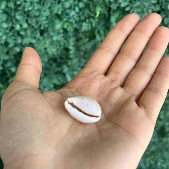 Cypraea Luria Cinerea 1 Unidade