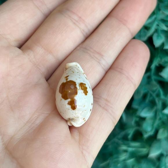 Cypraea Saulae Cod 29