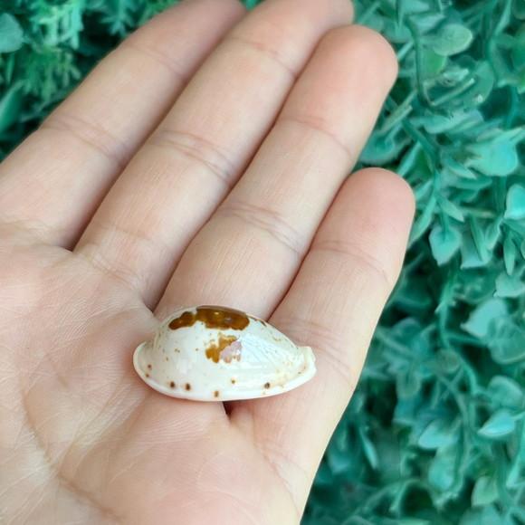 Cypraea Saulae Cod 29