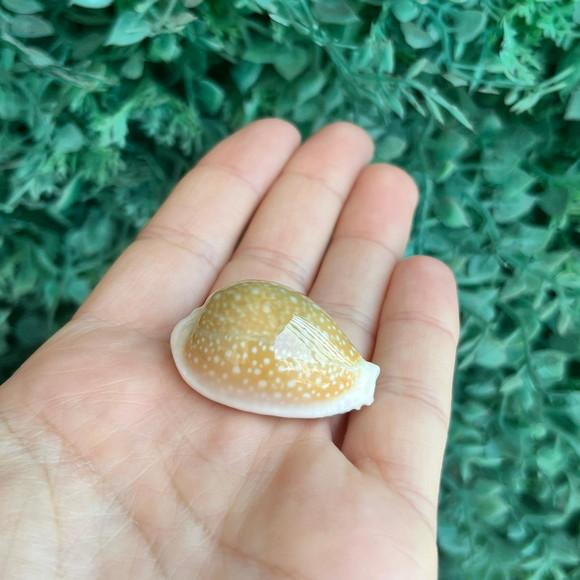 Cypraea Miliaris 1791 Cod 17