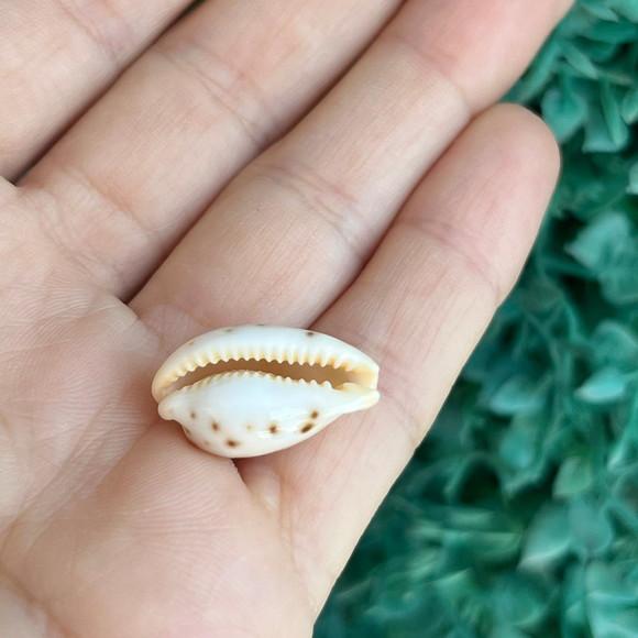 Cypraea Saulae Cod 30