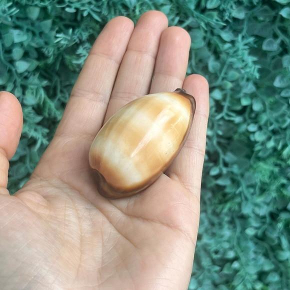 Cypraea Talpa 02