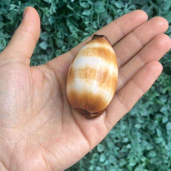 Cypraea Talpa 01