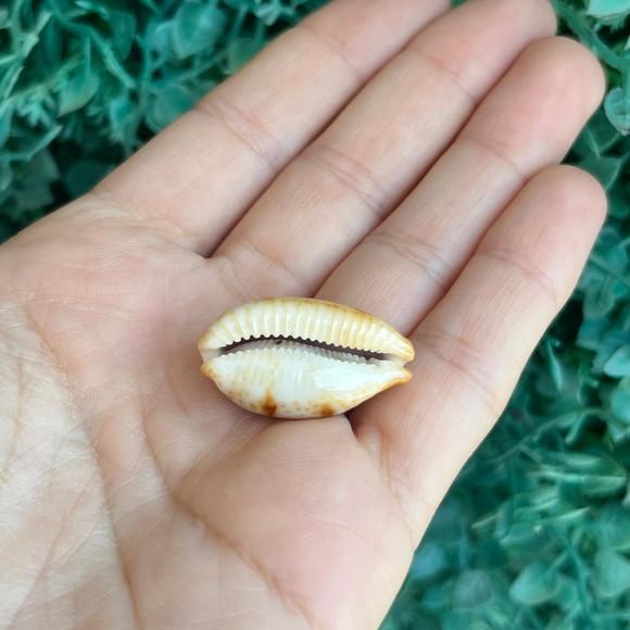 Cypraea Stolida Rubiginosa 1791 Cod 36