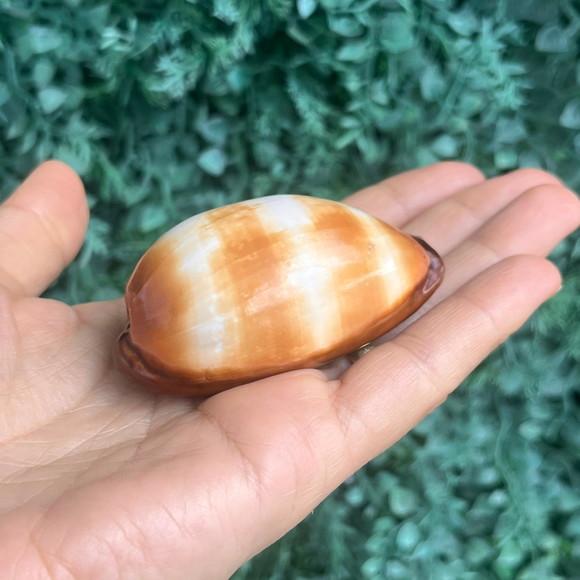Cypraea Talpa 01