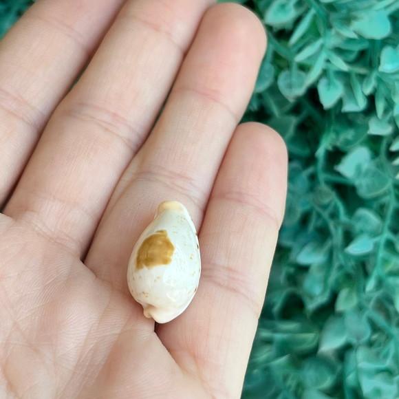 Cypraea Saulae Cod 30