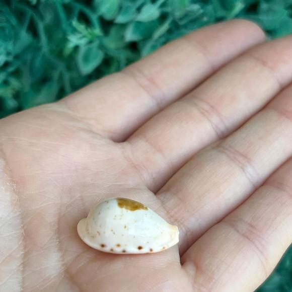Cypraea Saulae Cod 30