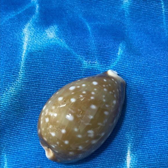 Cypraea Vitelus