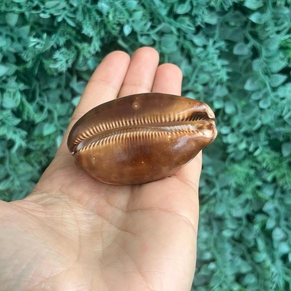 Cypraea Talpa 03