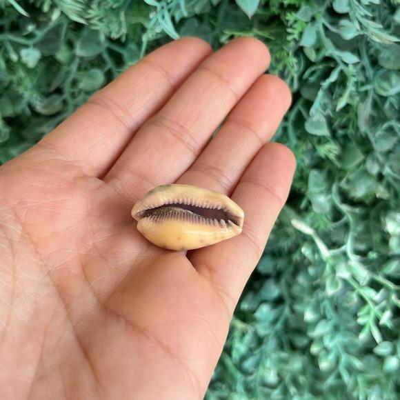 Cypraea Walkeri 05