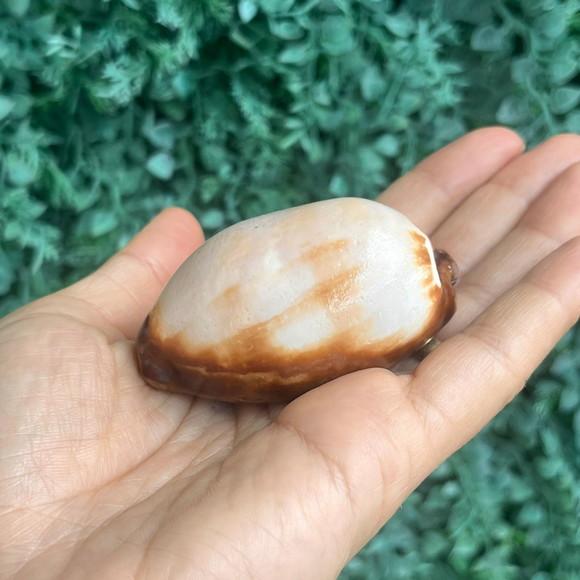 Cypraea Talpa 03