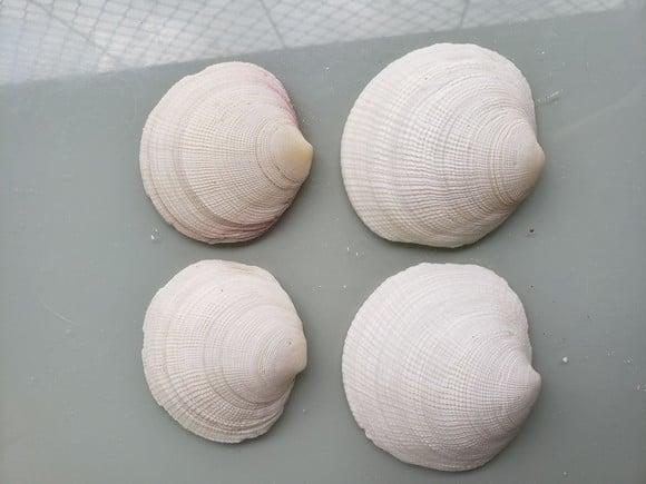 Kit 04 Conchas do Mar Naturais