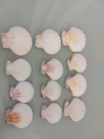 Kit 10 Conchas do Mar Natural