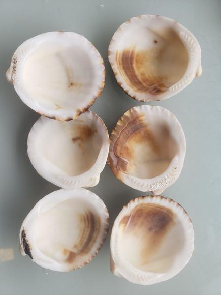 Kit 06 Conchas do mar natural cod 3