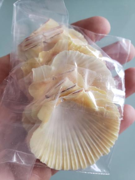 Kit 10 Conchas do Mar Natural