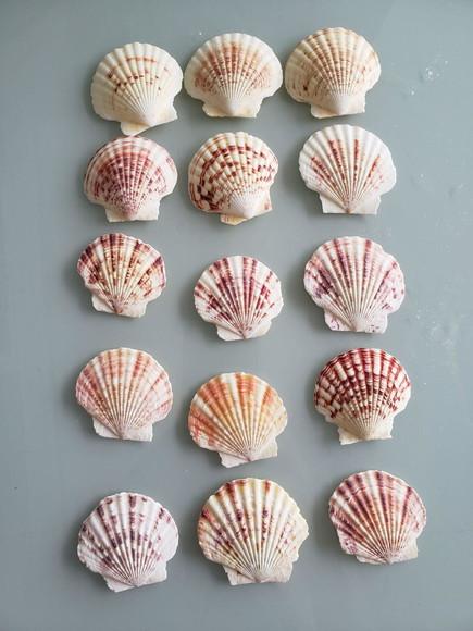Kit 10 Conchas do Mar Natural