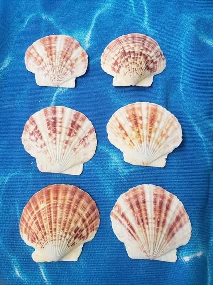 Kit 10 Conchas do Mar Natural Cod 9
