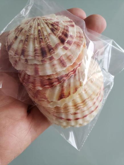 Kit 10 Conchas do Mar Natural