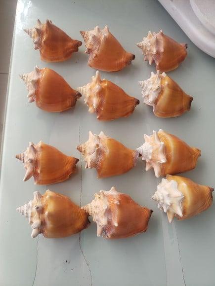 Kit 10 Conchas do Mar Natural