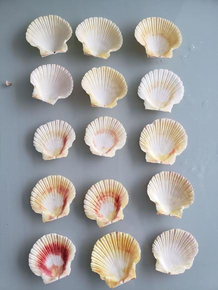 Kit 10 Conchas do Mar Natural
