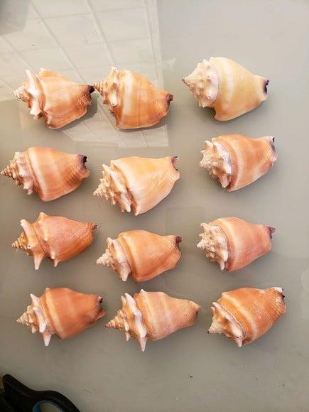 Kit 10 Conchas do Mar Natural