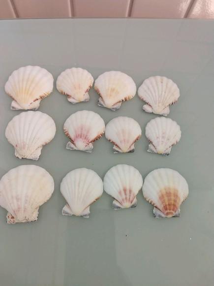 Kit 10 Conchas do Mar Natural