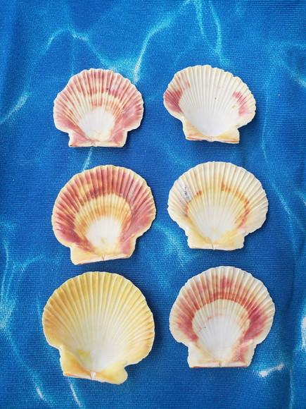Kit 10 Conchas do Mar Natural Cod 9