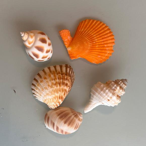Kit 5 Conchas do Mar Natural Cod 3