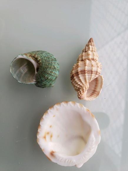 Kit 3 Conchas do Mar Natural