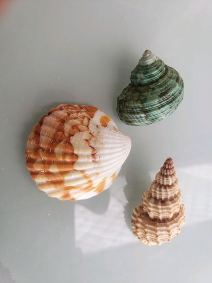 Kit 3 Conchas do Mar Natural