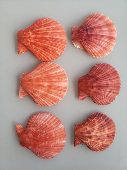 Kit Conchas do Mar Naturais 06