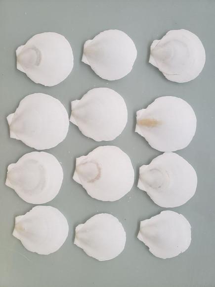 Kit com 10 Conchas do Mar Natural Cod 14