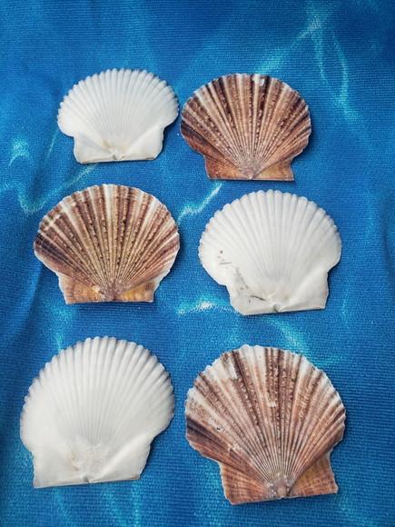 Kit 6 Conchas do Mar Natural Cod 8