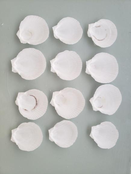 Kit com 10 Conchas do Mar Natural Cod 14