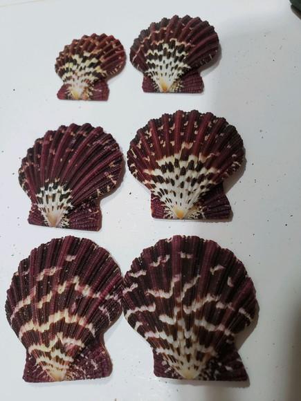 Kit 6 Conchas do mar natural