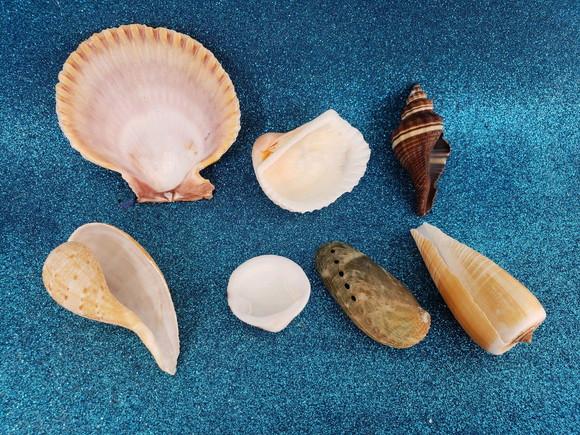Kit Conchas do mar natural