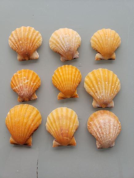 Kit Conchas do Mar Natural 9 Unidades