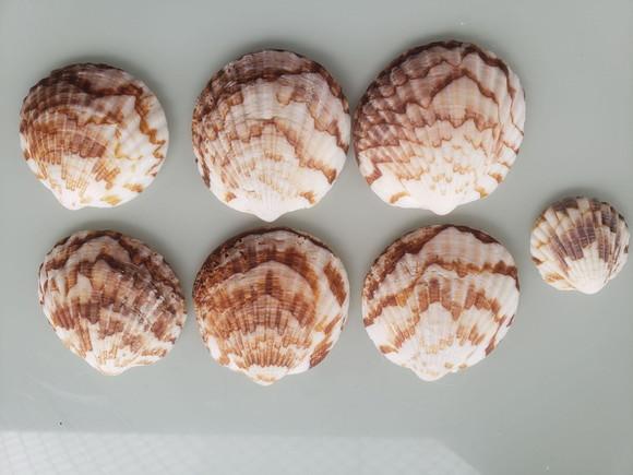 Kit 6 Conchas do mar natural cod 4