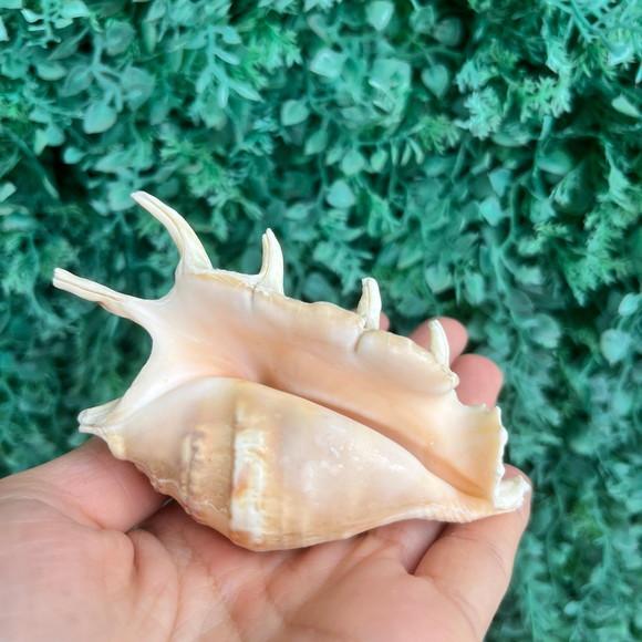 Lambis Concha do Mar Cod 95