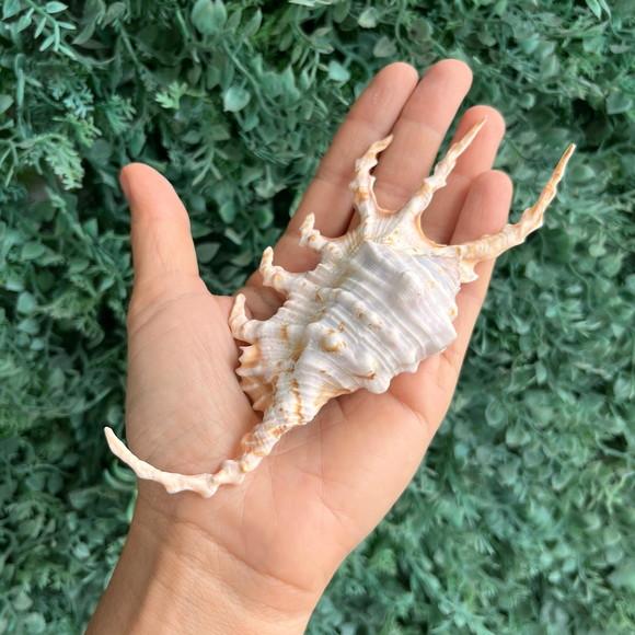 Lambis Scorpius Concha do Mar Cod 04
