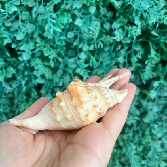 Lambis Concha do Mar Cod 95