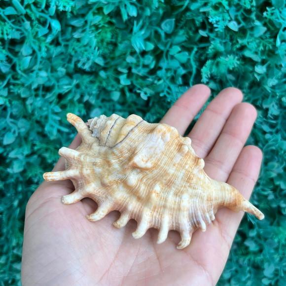 Lambis Concha do Mar Cod 97