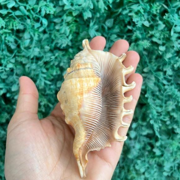 Lambis Concha do Mar Cod 97