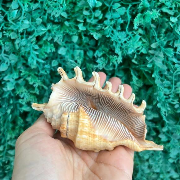 Lambis Concha do Mar Cod 97