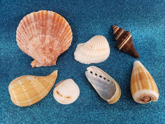 Kit Conchas do mar natural