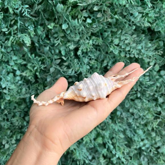 Lambis Scorpius Concha do Mar Cod 04