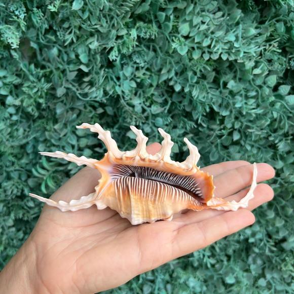Lambis Scorpius Concha do Mar Cod 04