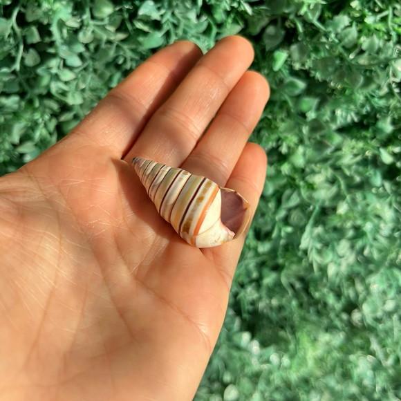 Liguus Virgineus 01