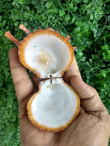 Ostra natural 04